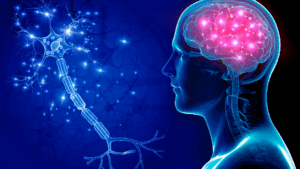 Brain image highlighting neuron connections influenced by social anxiety condition.